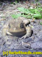 /home//u458753944/public_html/sourcegallery//Roxborough Toad Detour/2013-2019/2013/2013-04-18/P1120197.JPG
